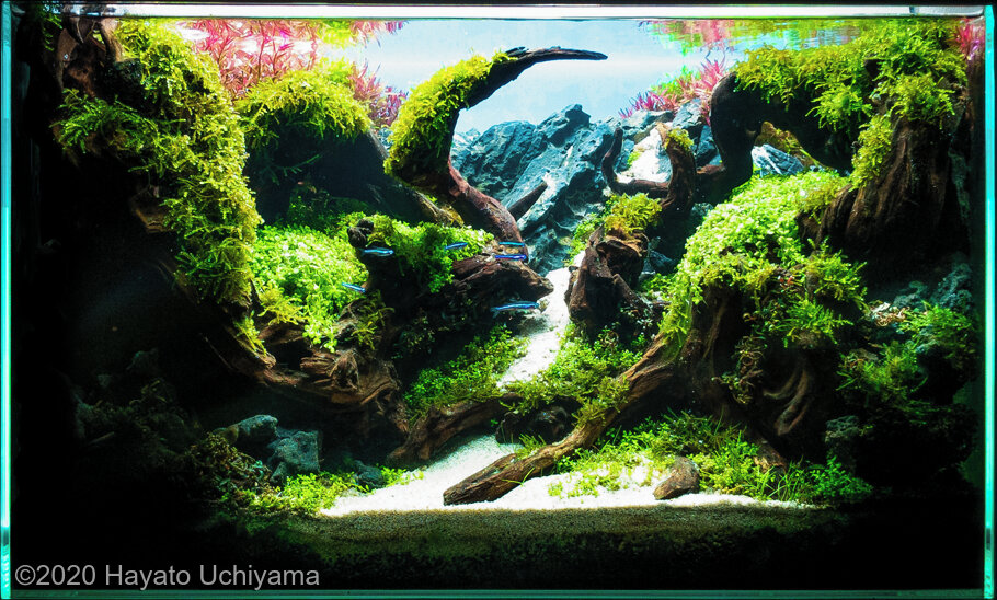 AGA 2020 Aquascaping Contest: #368