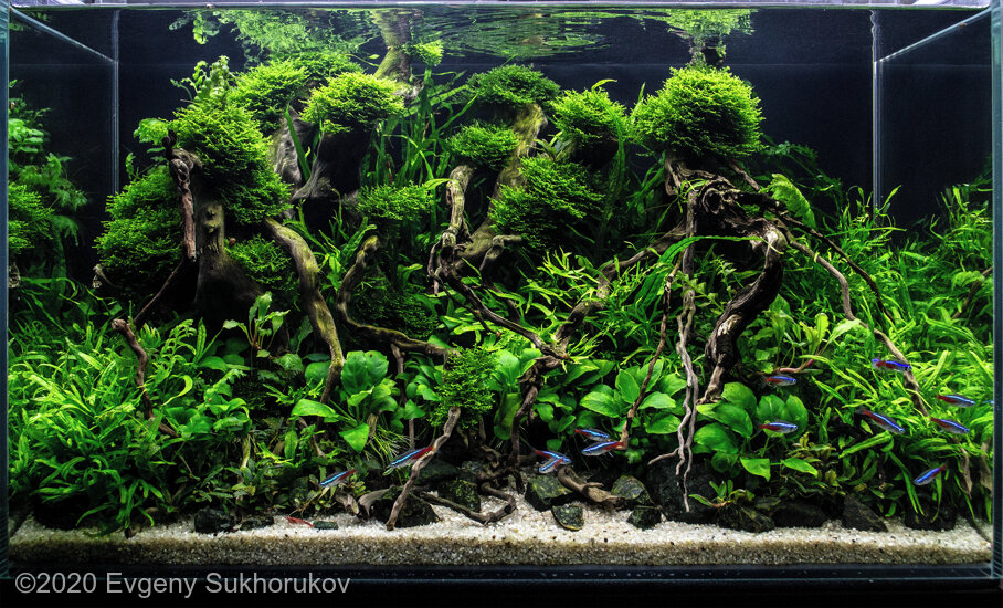 Aga 2020 Aquascaping Contest: #371