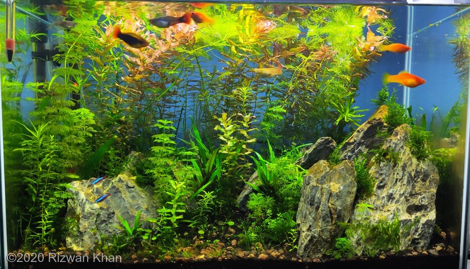 AGA 2020 Aquascaping Contest: #386