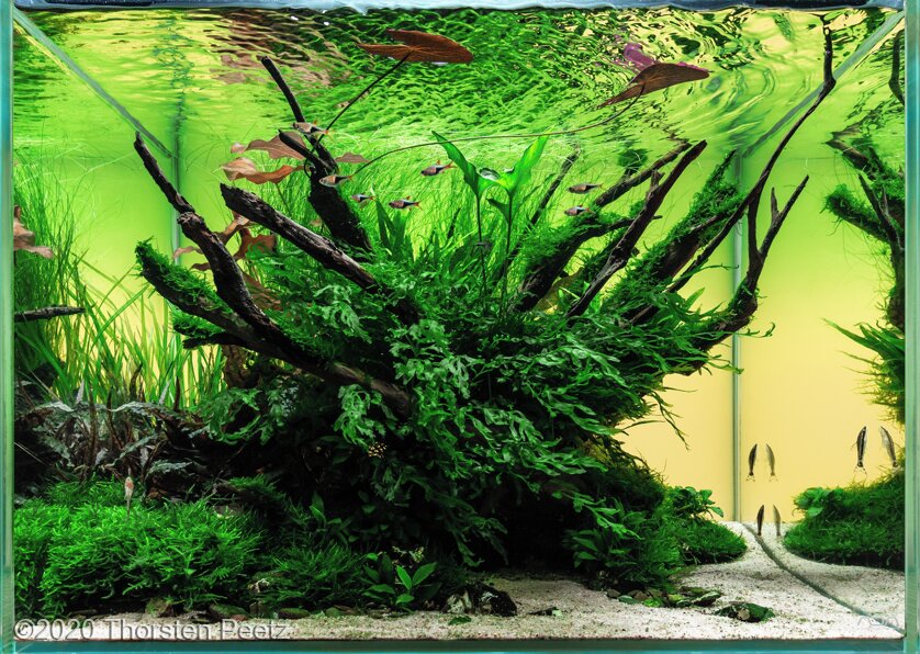 AGA 2020 Aquascaping Contest: #399