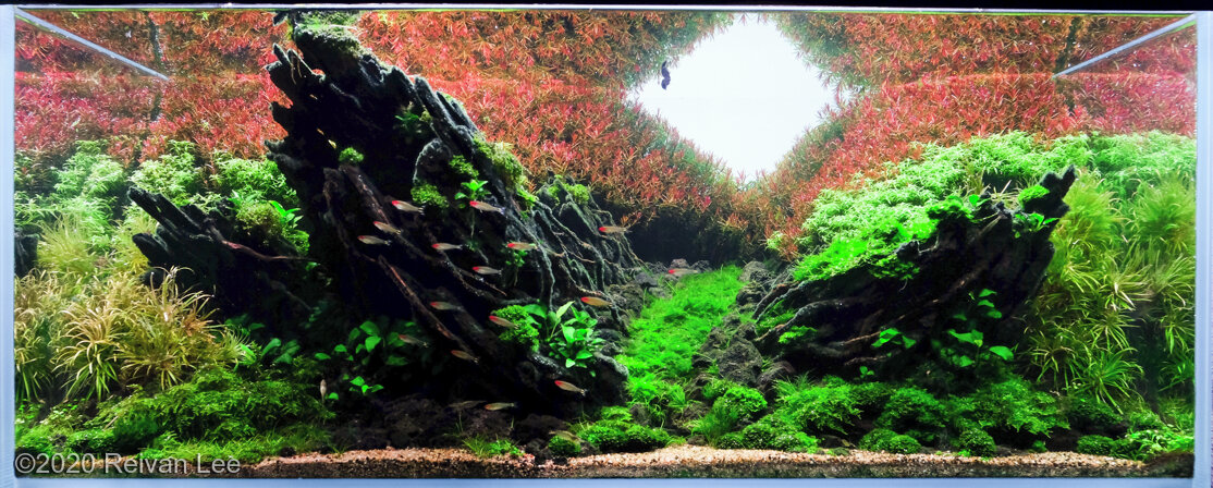 AGA 2020 Aquascaping Contest: #406