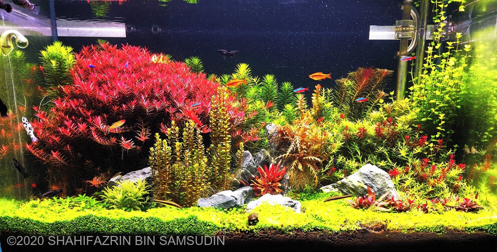 AGA 2020 Aquascaping Contest: #422