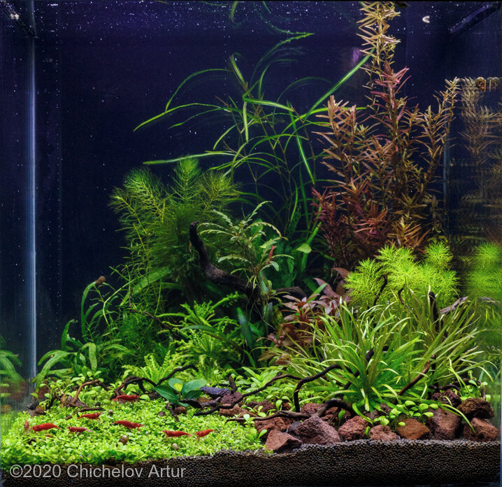 AGA 2020 Aquascaping Contest: #501