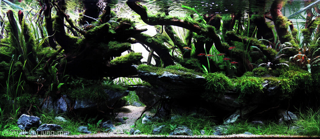 AGA 2020 Aquascaping Contest: #513