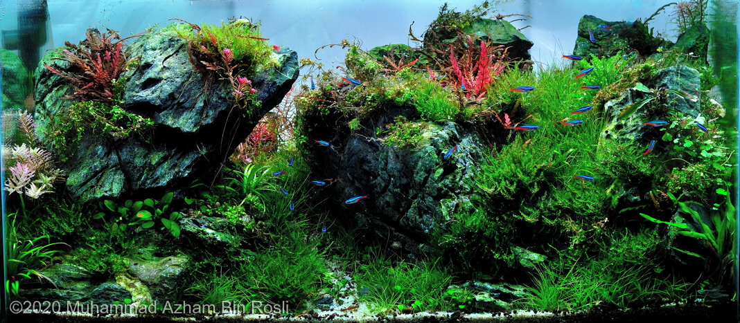 AGA 2020 Aquascaping Contest: #562