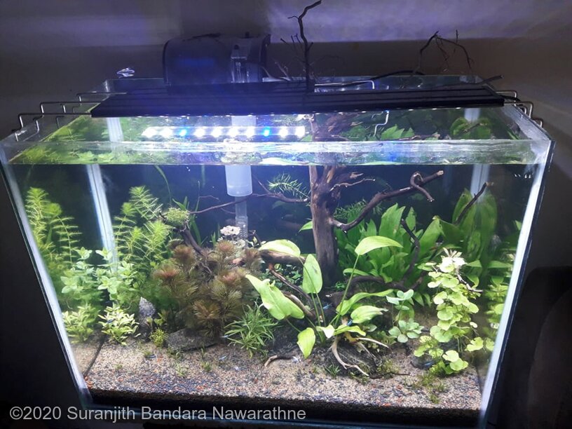 AGA 2020 Aquascaping Contest: #579