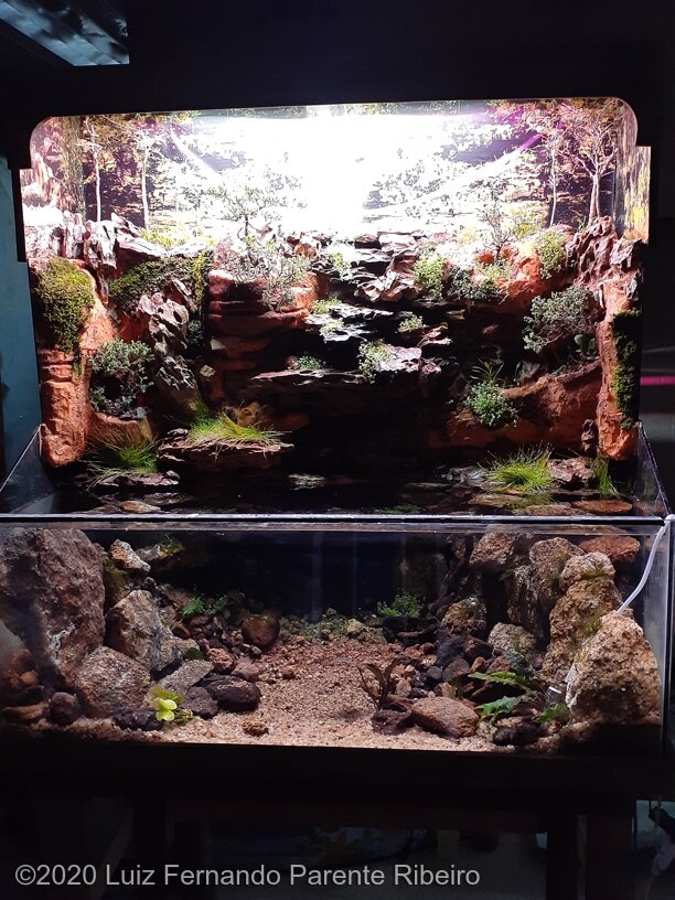 AGA 2020 Aquascaping Contest: #584