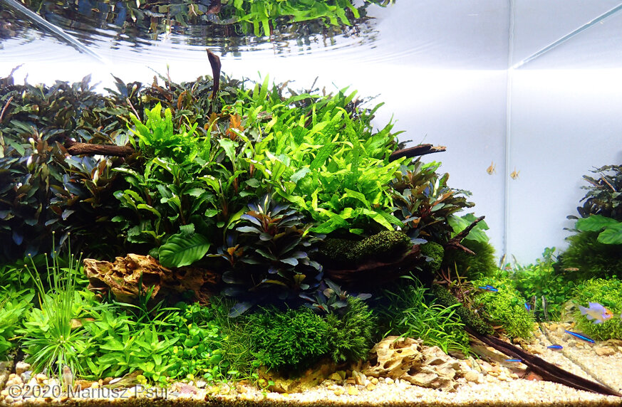 AGA 2020 Aquascaping Contest: #587