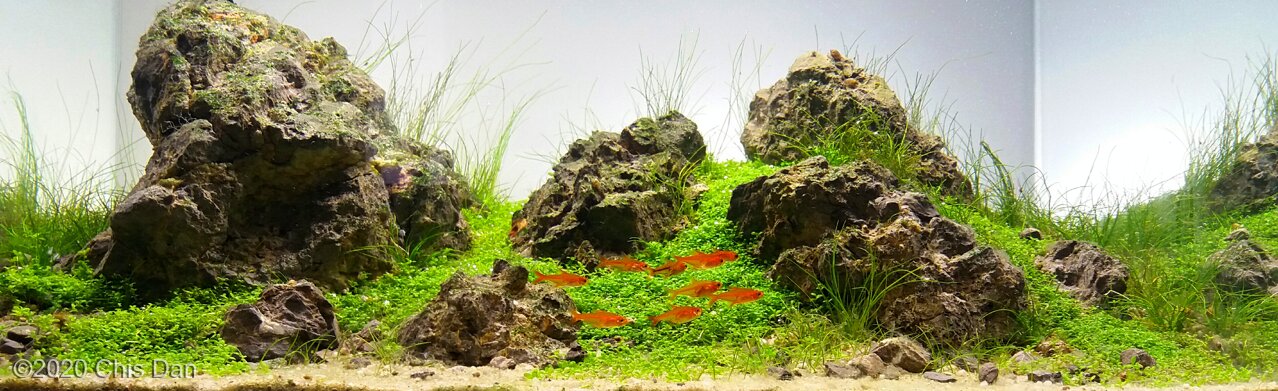 AGA 2020 Aquascaping Contest: #595