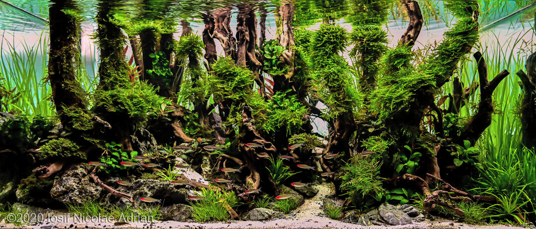 AGA 2020 Aquascaping Contest: #600