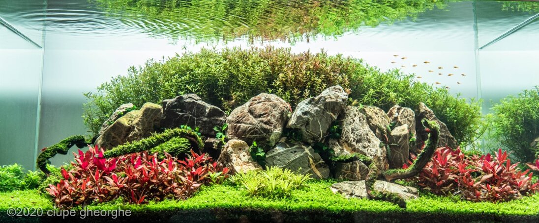 AGA 2020 Aquascaping Contest: #608