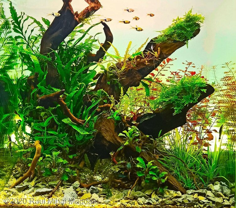 AGA 2020 Aquascaping Contest: #611