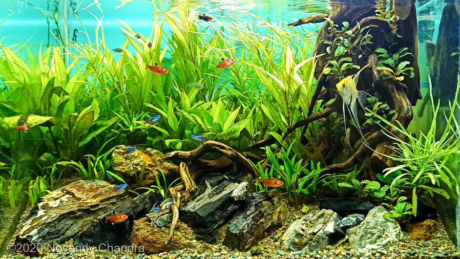 AGA 2020 Aquascaping Contest: #662