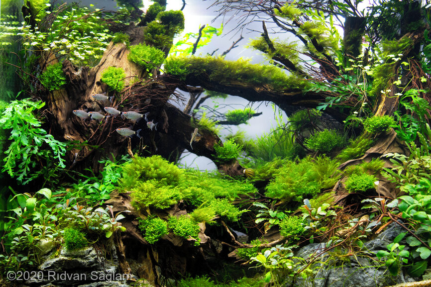 AGA 2020 Aquascaping Contest: #665