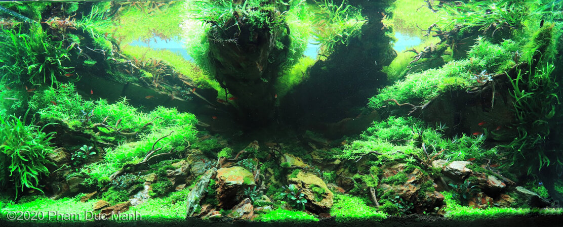 AGA 2020 Aquascaping Contest: #671