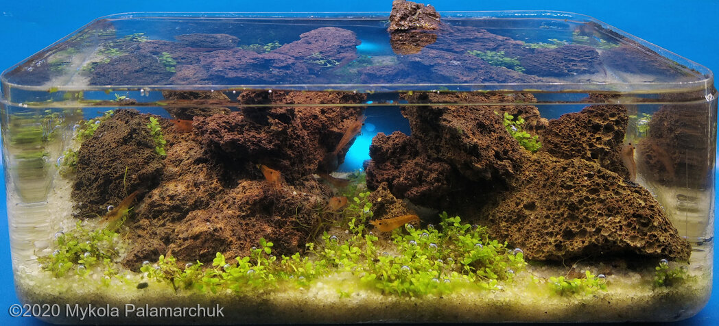 AGA 2020 Aquascaping Contest: #675