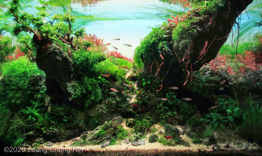 AGA 2020 Aquascaping Contest: #682