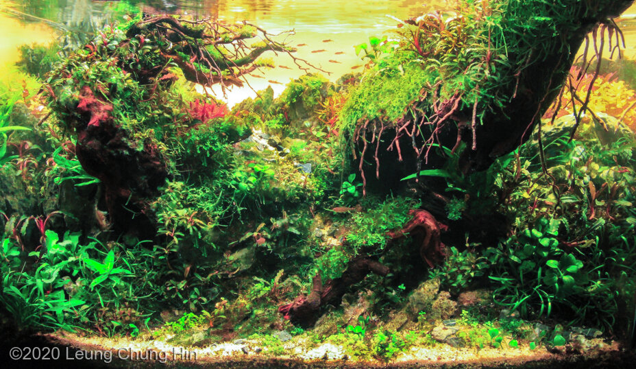 AGA 2020 Aquascaping Contest: #684