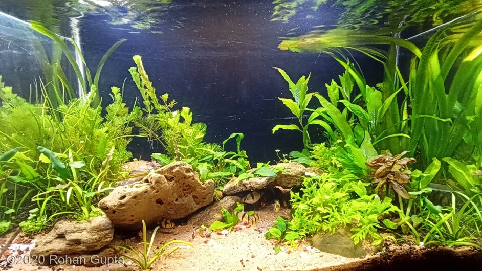 AGA 2020 Aquascaping Contest: #697