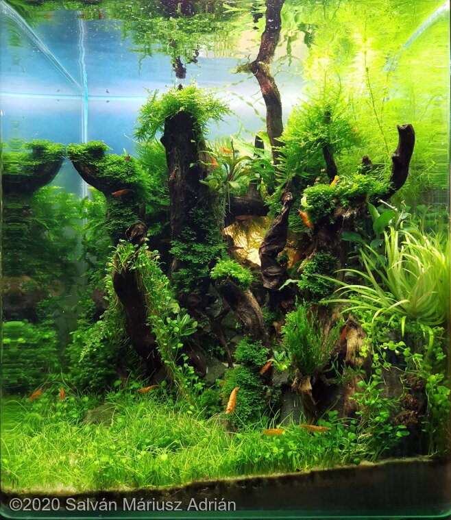 AGA 2020 Aquascaping Contest: #701