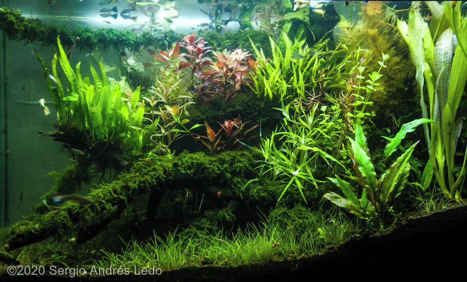 AGA 2020 Aquascaping Contest: #711