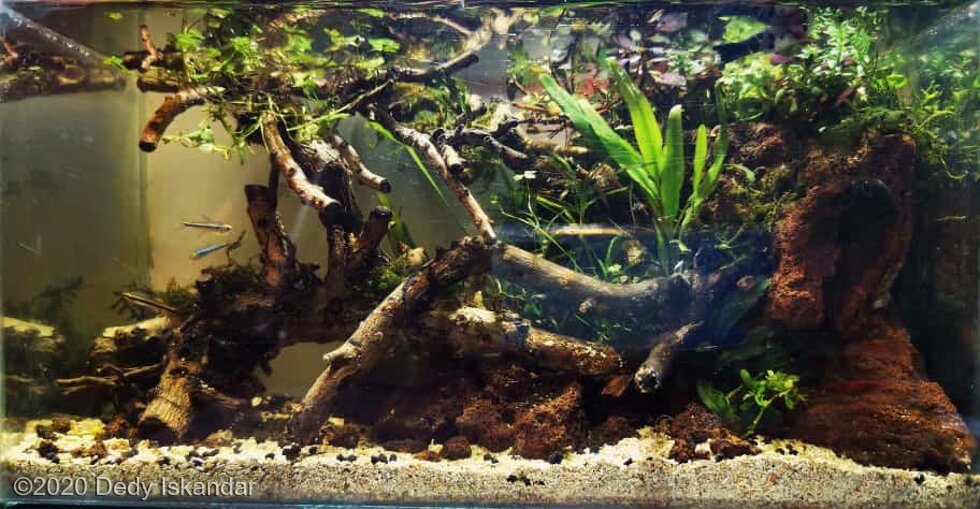 AGA 2020 Aquascaping Contest: #713