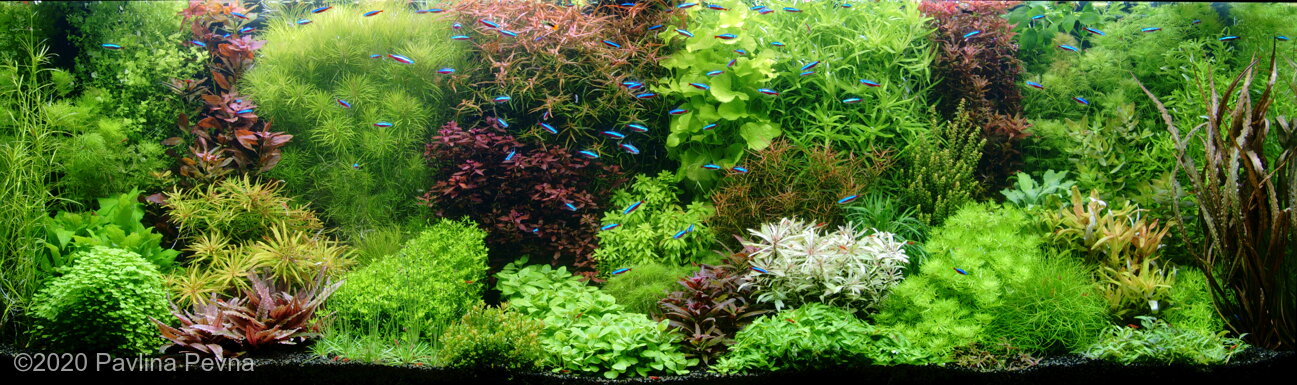 AGA 2020 Aquascaping Contest: #748