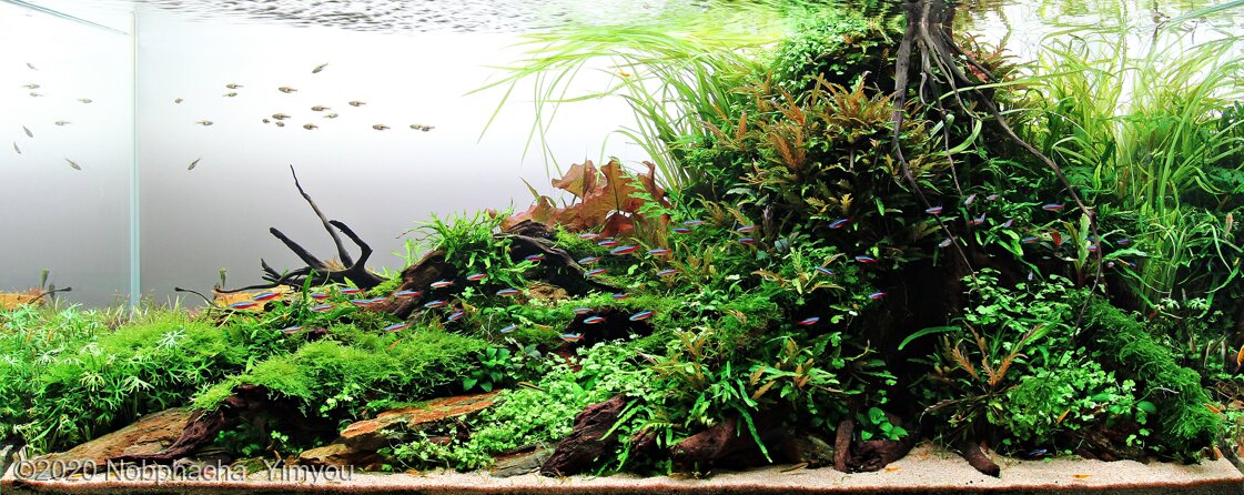 AGA 2020 Aquascaping Contest: #750