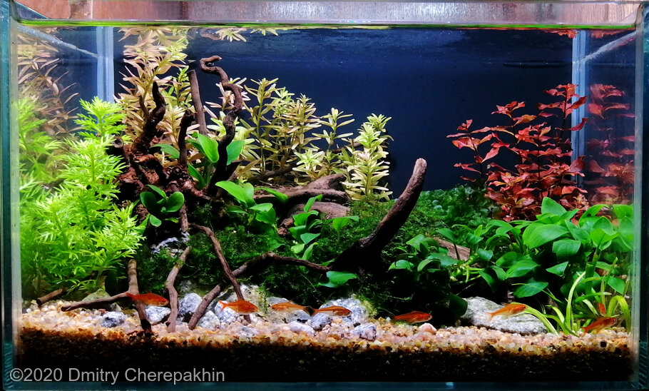 AGA 2020 Aquascaping Contest: #757