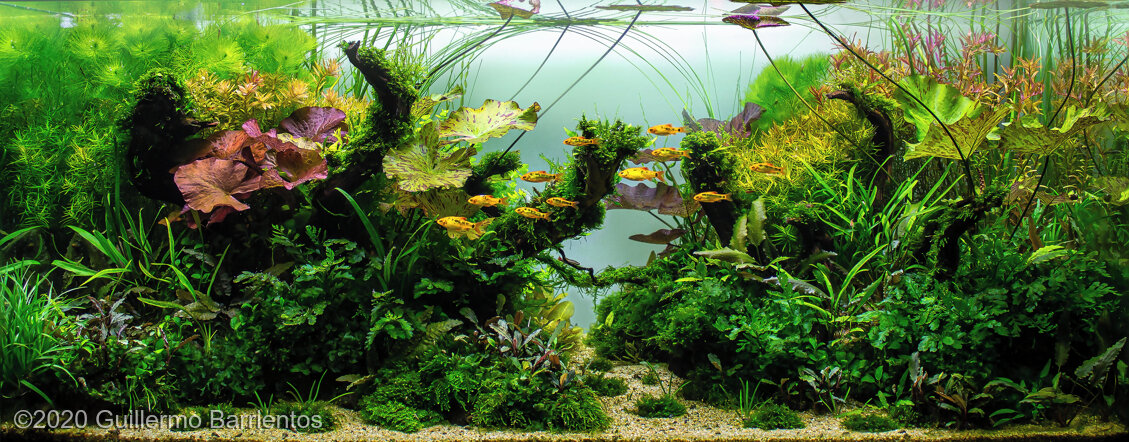 AGA 2020 Aquascaping Contest: #776