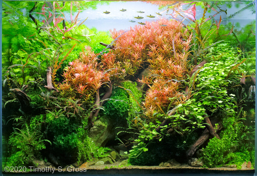 AGA 2020 Aquascaping Contest: #787