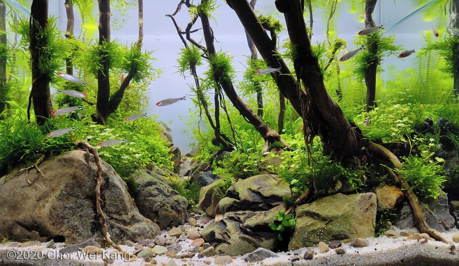 AGA 2020 Aquascaping Contest: #808