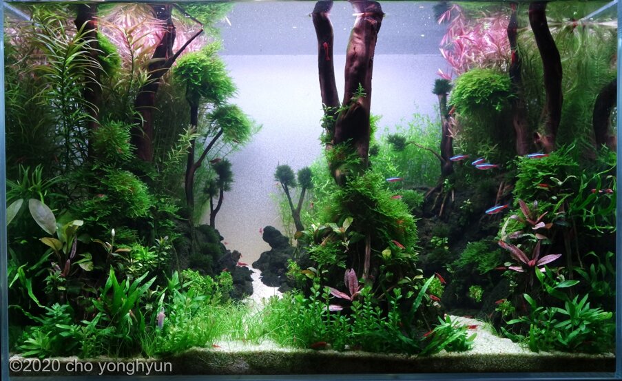 AGA 2020 Aquascaping Contest: #818