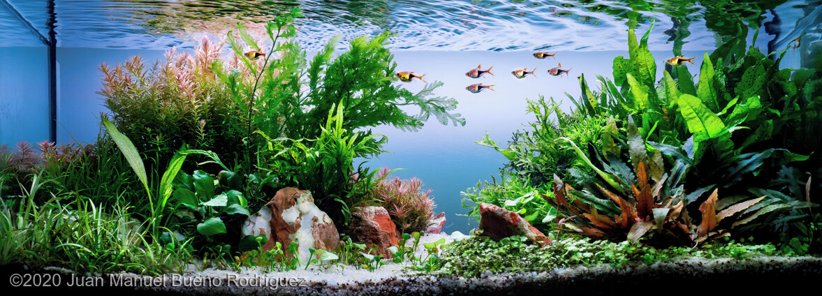 AGA 2020 Aquascaping Contest: #824