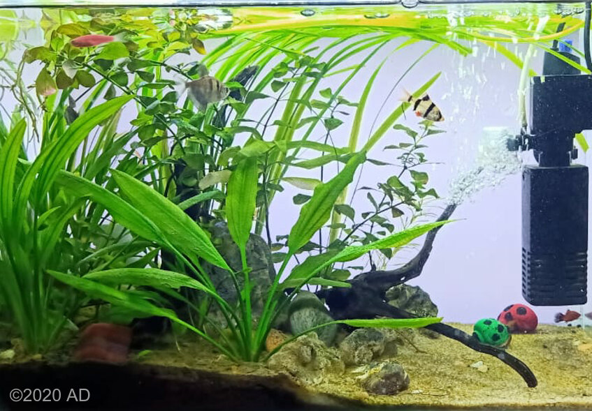 AGA 2020 Aquascaping Contest: #829