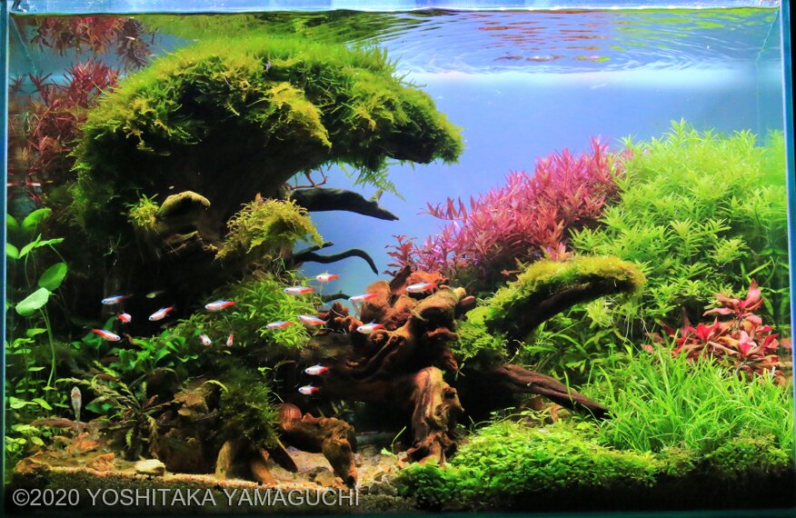 AGA 2020 Aquascaping Contest 831