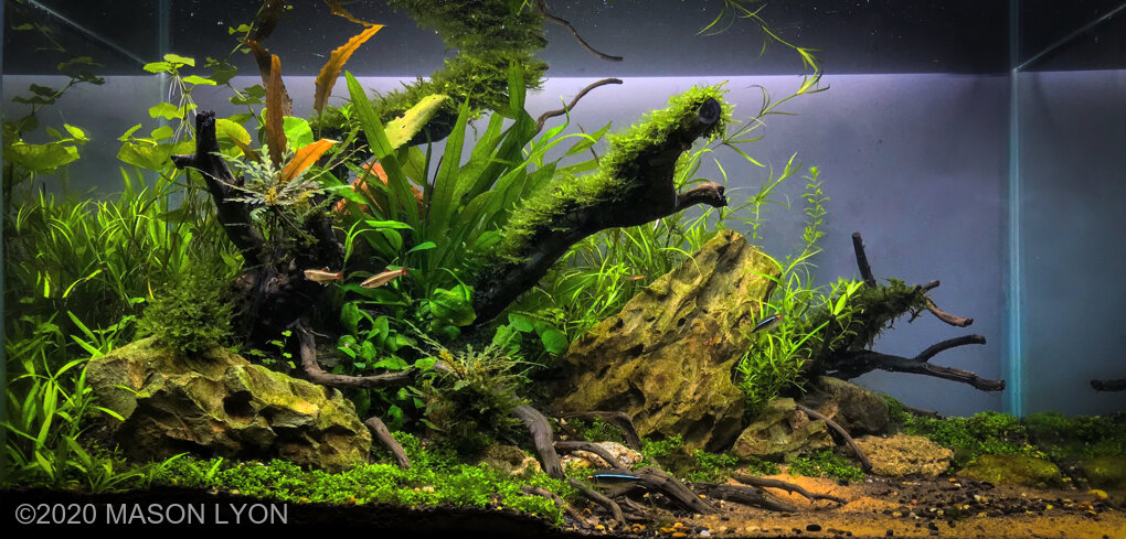 AGA 2020 Aquascaping Contest: #848