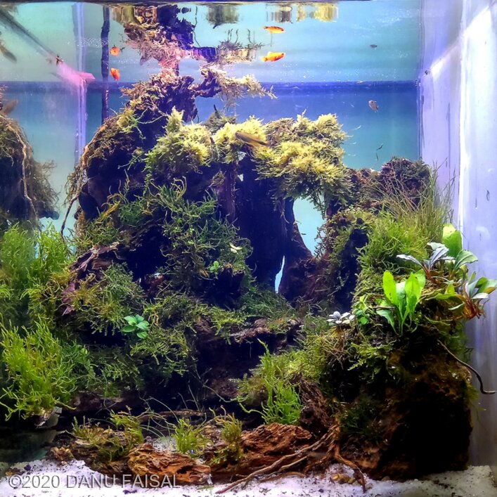 Aga 2020 Aquascaping Contest: #854