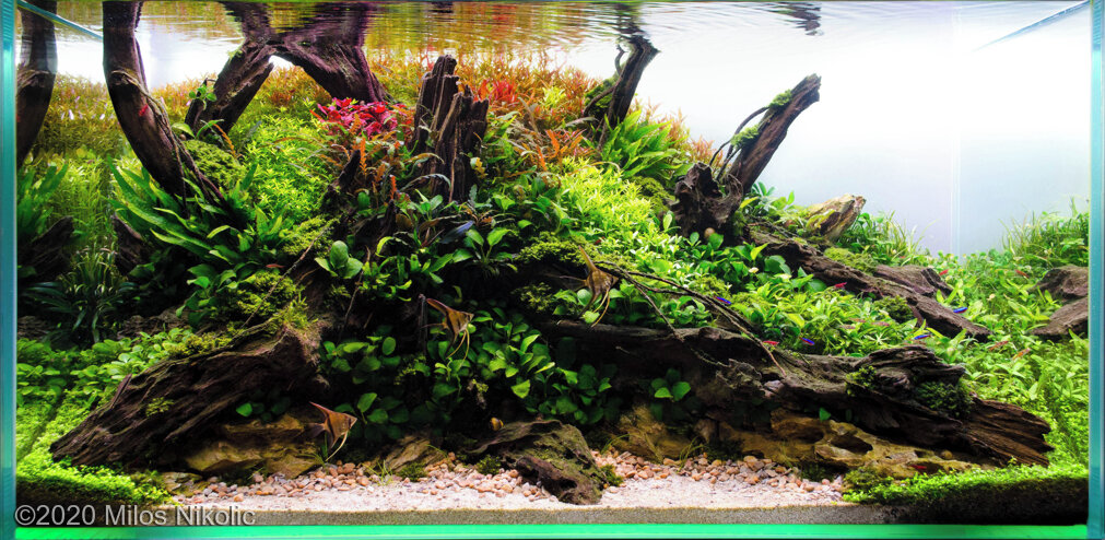 AGA 2020 Aquascaping Contest: #877