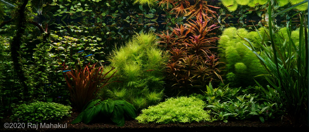 AGA 2020 Aquascaping Contest: #890