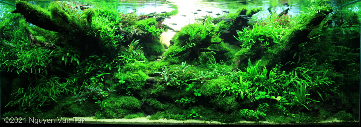 AGA 2021 Aquascaping Contest: #113