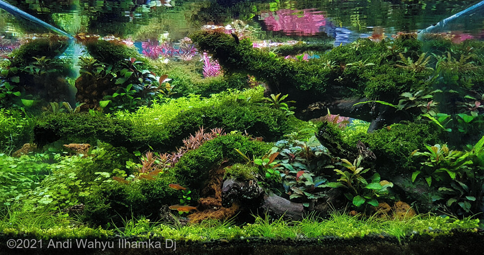 AGA 2021 Aquascaping Contest: #143