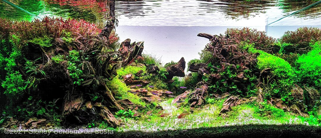 AGA 2021 Aquascaping Contest: #148