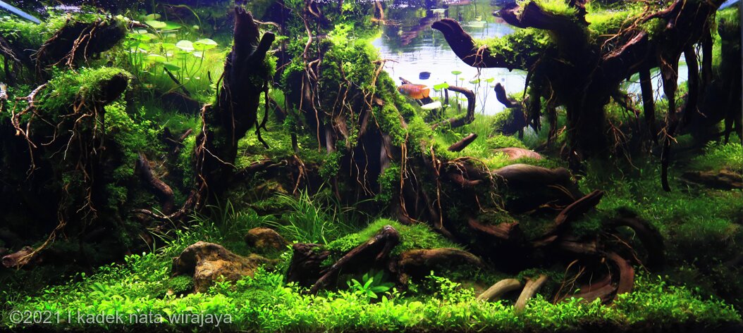 AGA 2021 Aquascaping Contest: #165