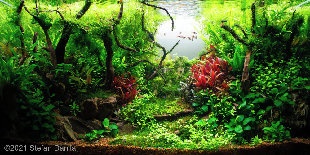 AGA 2021 Aquascaping Contest: #167