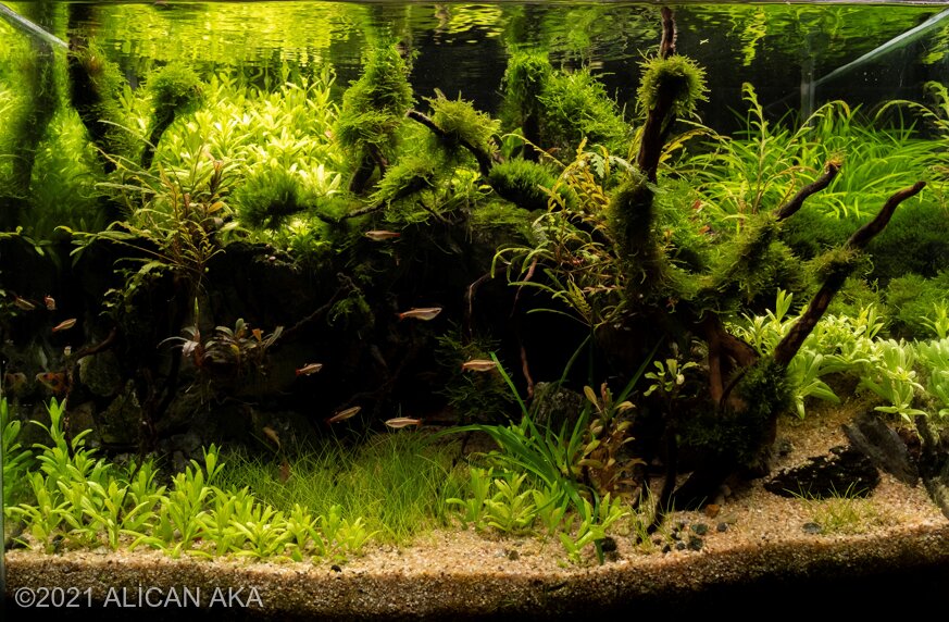 AGA 2021 Aquascaping Contest: #191