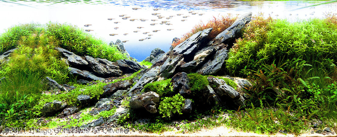 AGA 2021 Aquascaping Contest: #192 AGA 2021 Aquascaping Contest: #192