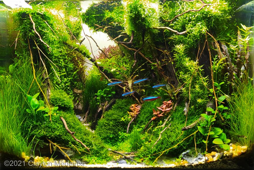 AGA 2021 Aquascaping Contest: #291