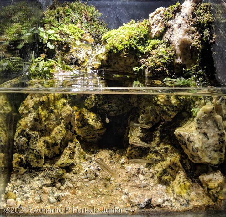 AGA 2021 Aquascaping Contest: #292