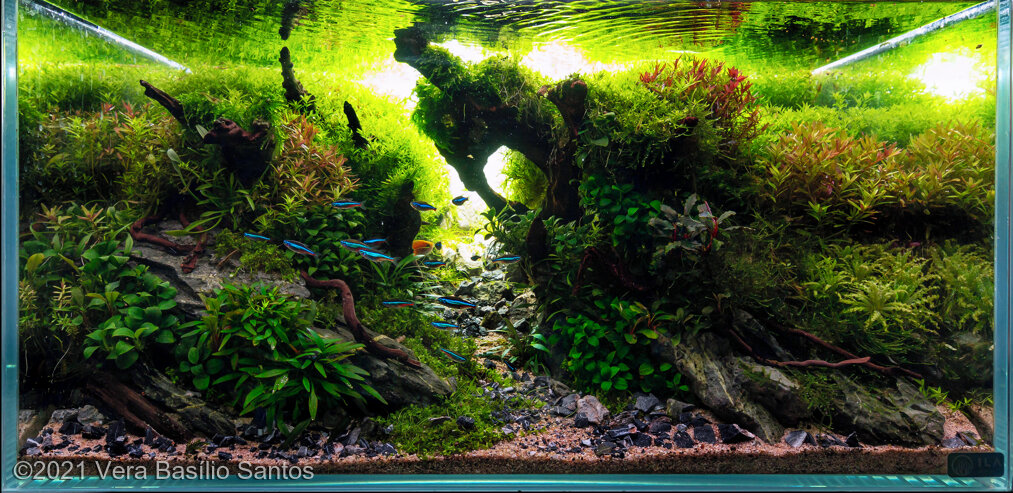 AGA 2021 Aquascaping Contest: #297